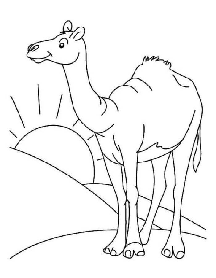 31 Exotic Camel Coloring Pages Printable 3