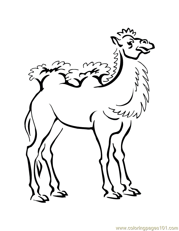 31 Exotic Camel Coloring Pages Printable 33