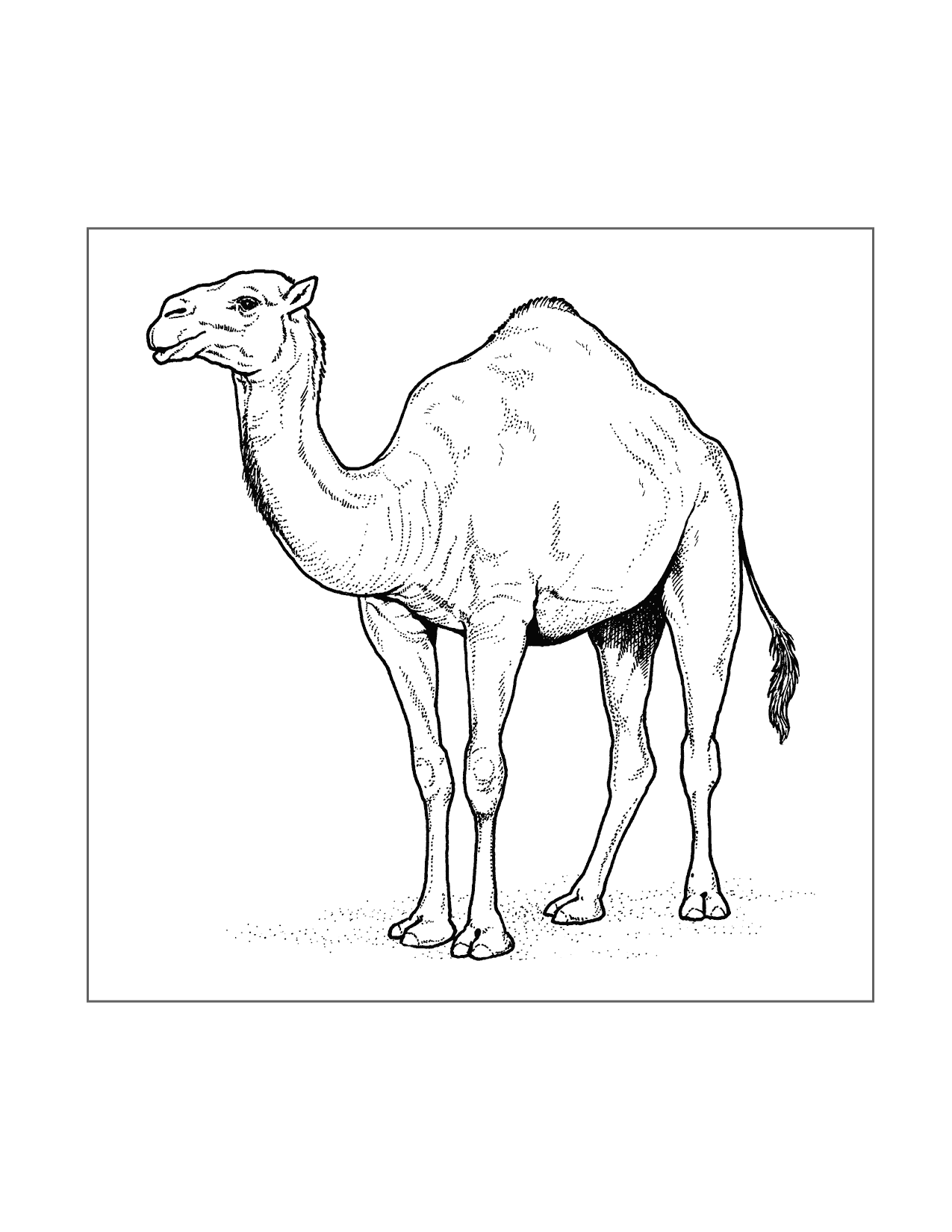 31 Exotic Camel Coloring Pages Printable 9