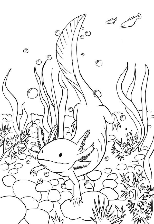 32 Cute Axolotl Coloring Pages Printable 8