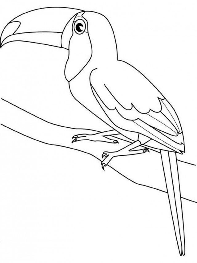 32 Toucan Bird Coloring Pages Printable 10