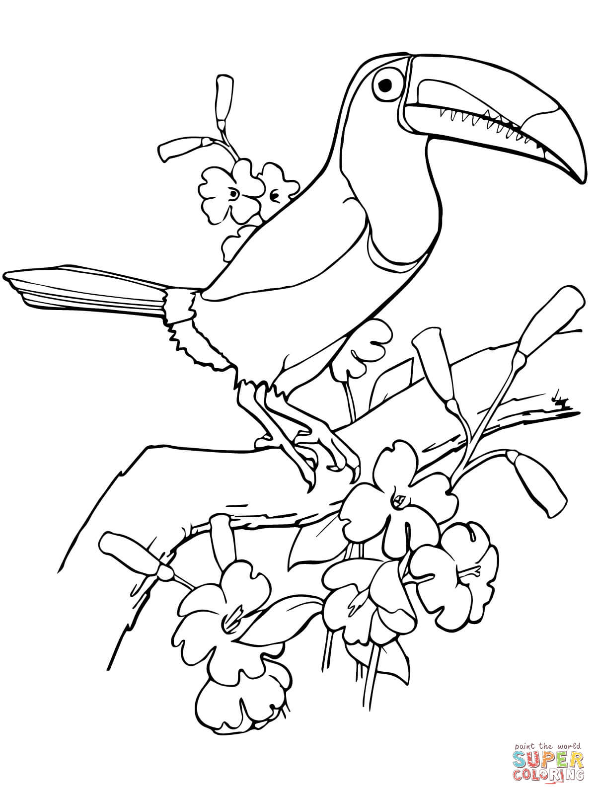 32 Toucan Bird Coloring Pages Printable 11