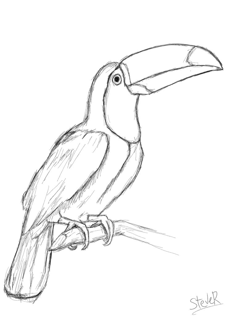 32 Toucan Bird Coloring Pages Printable 12