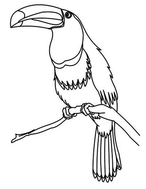 32 Toucan Bird Coloring Pages Printable 15