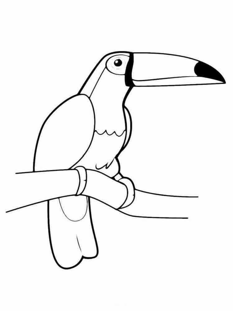 32 Toucan Bird Coloring Pages Printable 17