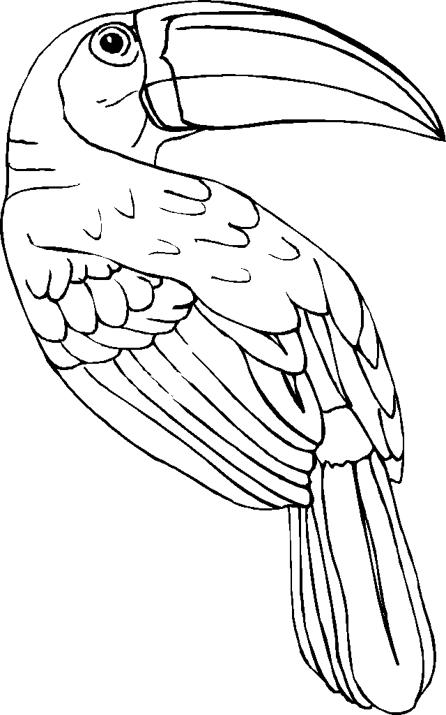 32 Toucan Bird Coloring Pages Printable 19