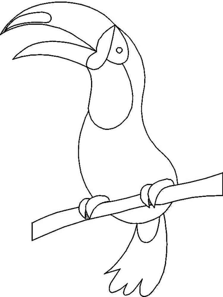 toucan bird coloring pages printable jpg