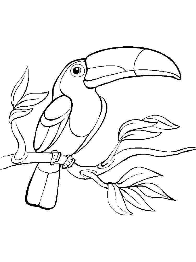 32 Toucan Bird Coloring Pages Printable 20