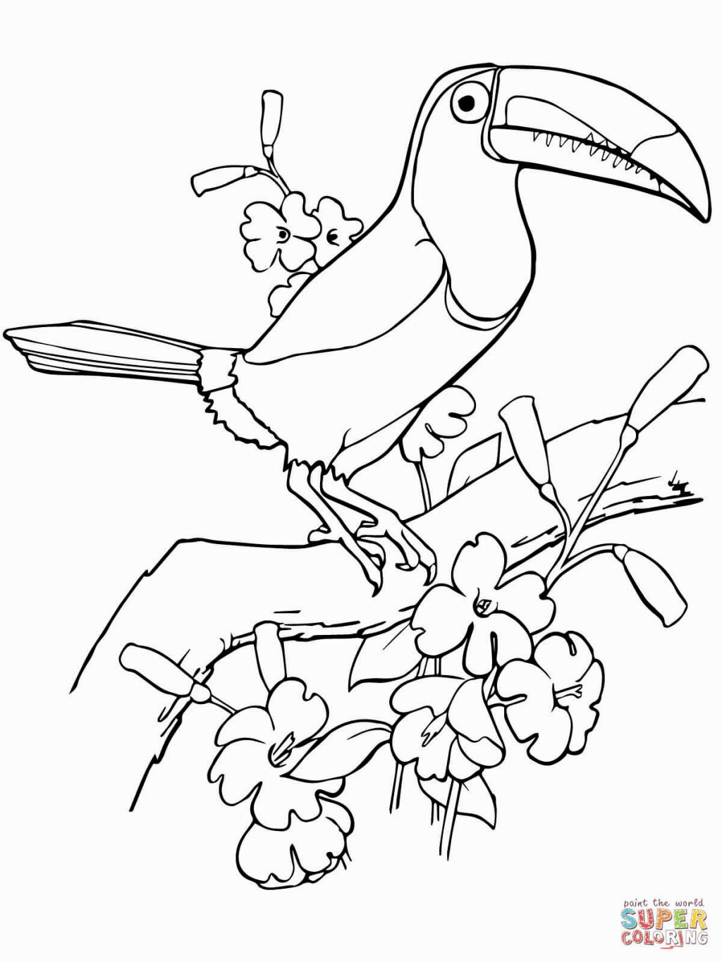 toucan bird coloring pages printable jpg