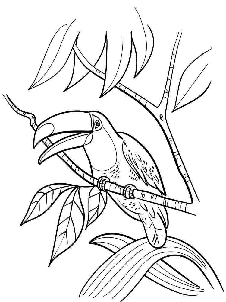 toucan bird coloring pages printable jpg