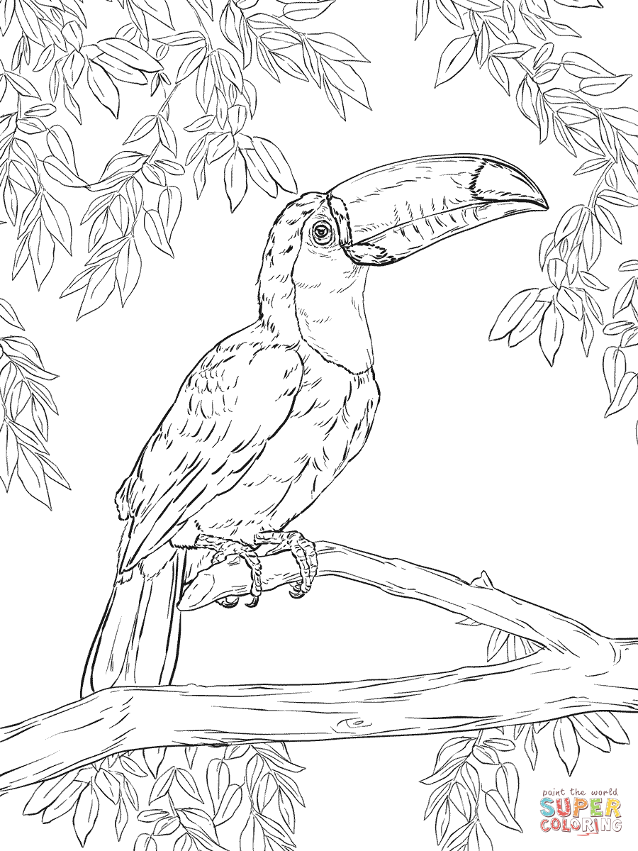 32 Toucan Bird Coloring Pages Printable 34