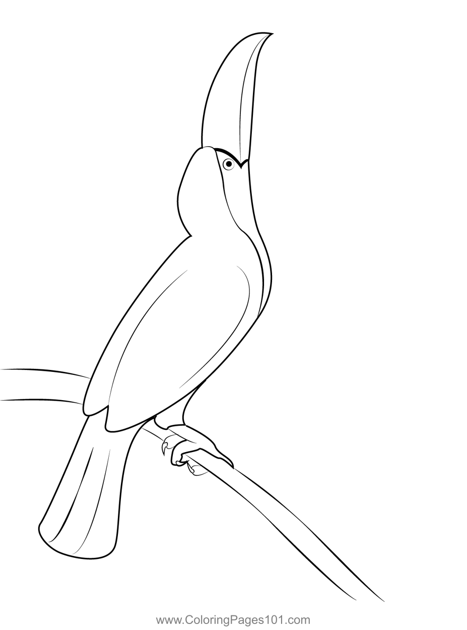 32 Toucan Bird Coloring Pages Printable 35