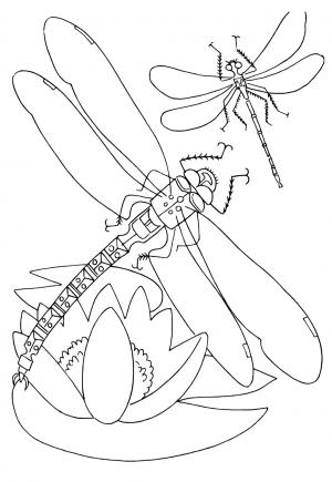 33 Graceful Dragonfly Coloring Pages Printable 12