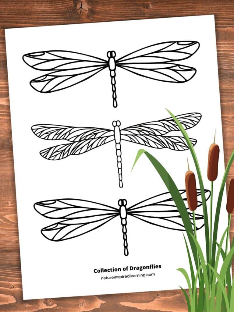 33 Graceful Dragonfly Coloring Pages Printable 14