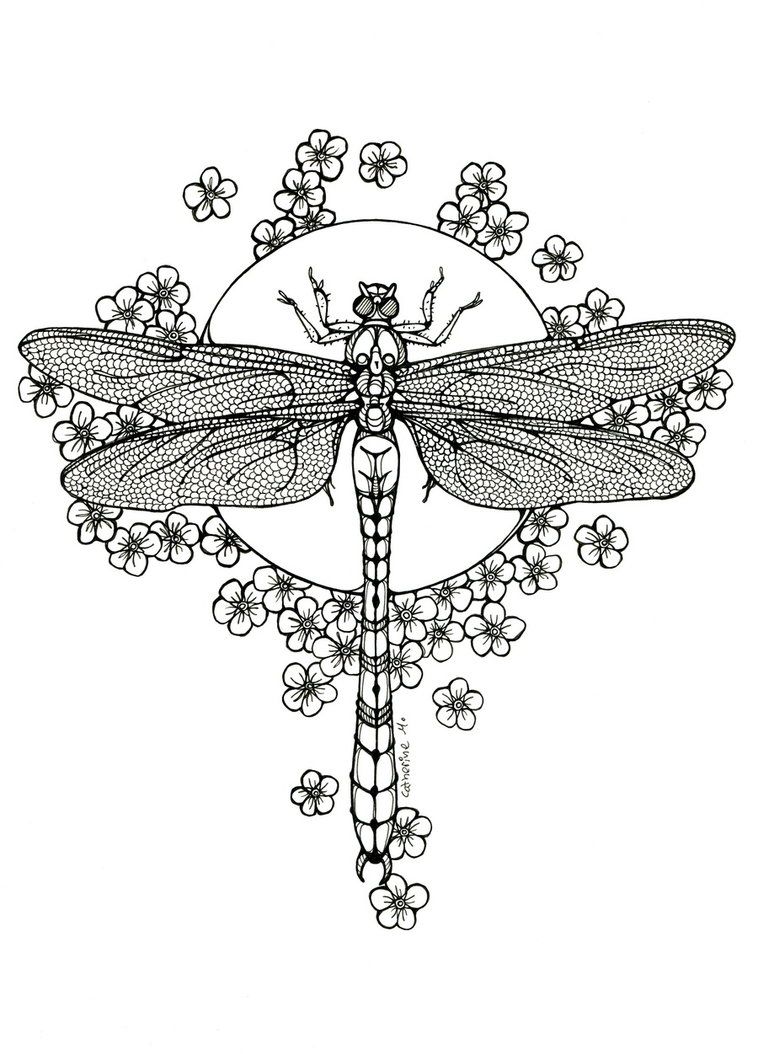 33 Graceful Dragonfly Coloring Pages Printable 22