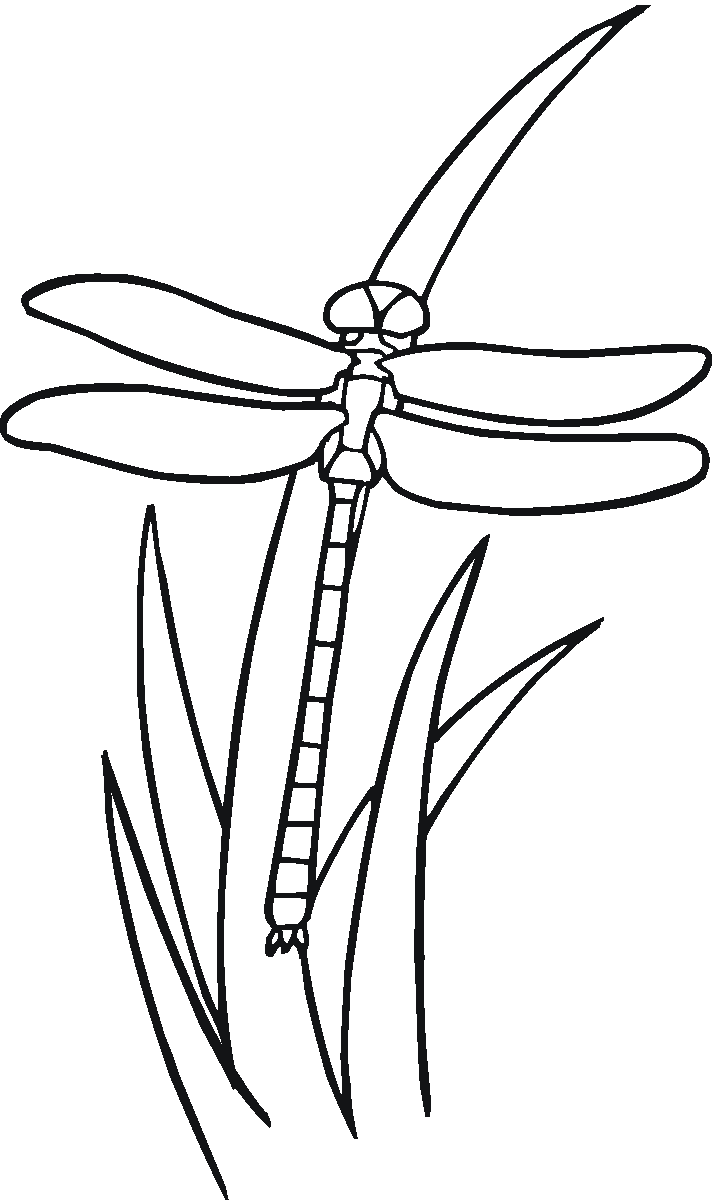 33 Graceful Dragonfly Coloring Pages Printable 27