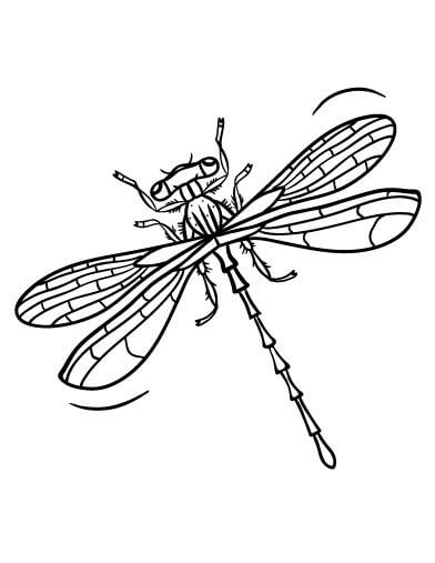 33 Graceful Dragonfly Coloring Pages Printable 29