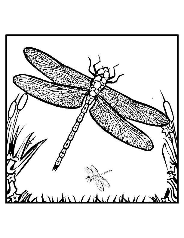 graceful dragonfly coloring pages printable jpg