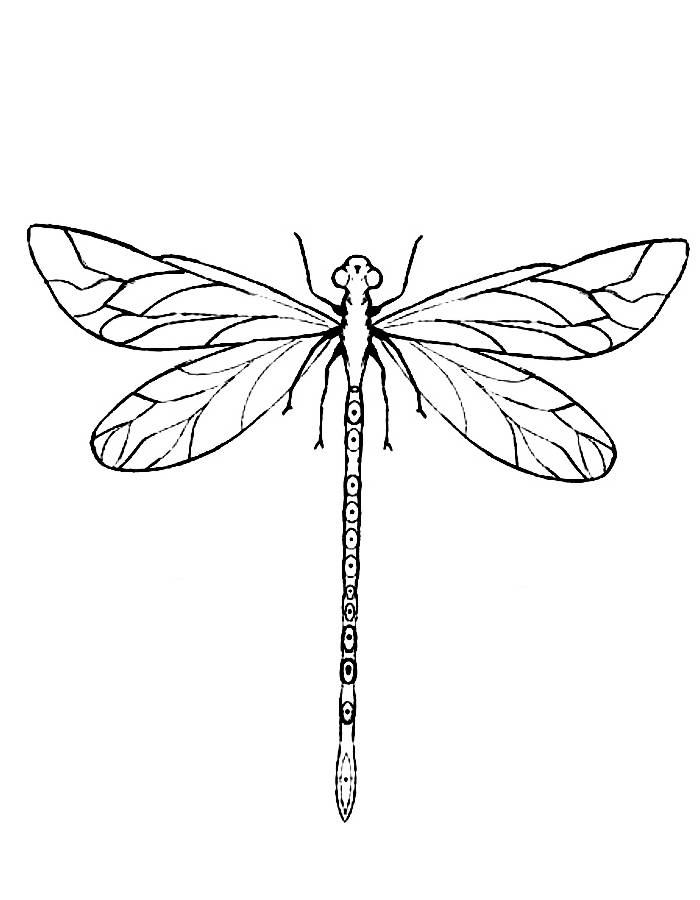 33 Graceful Dragonfly Coloring Pages Printable 32