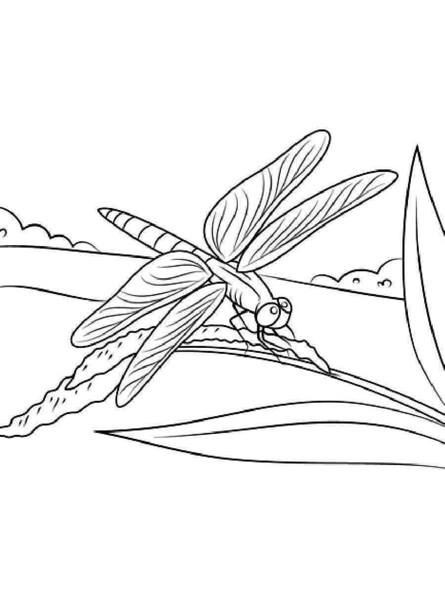 graceful dragonfly coloring pages printable jpg