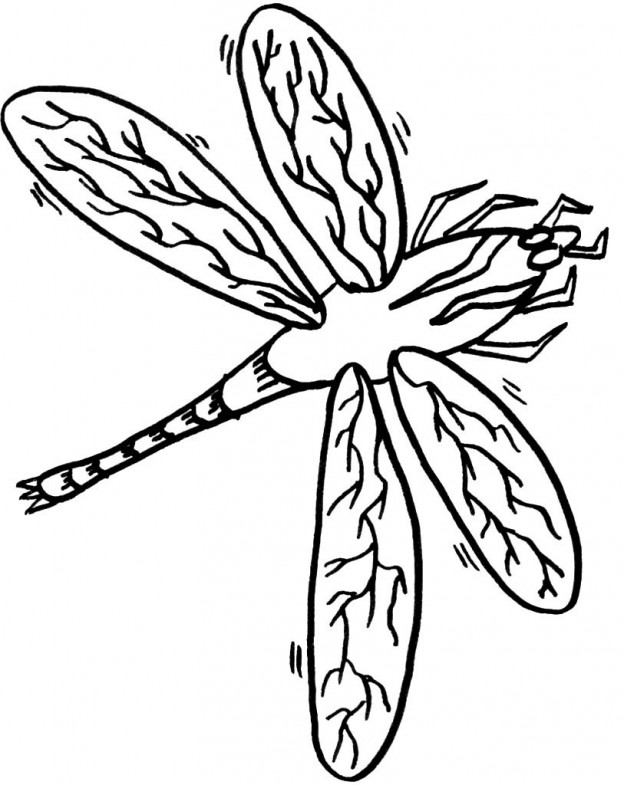 33 Graceful Dragonfly Coloring Pages Printable 9