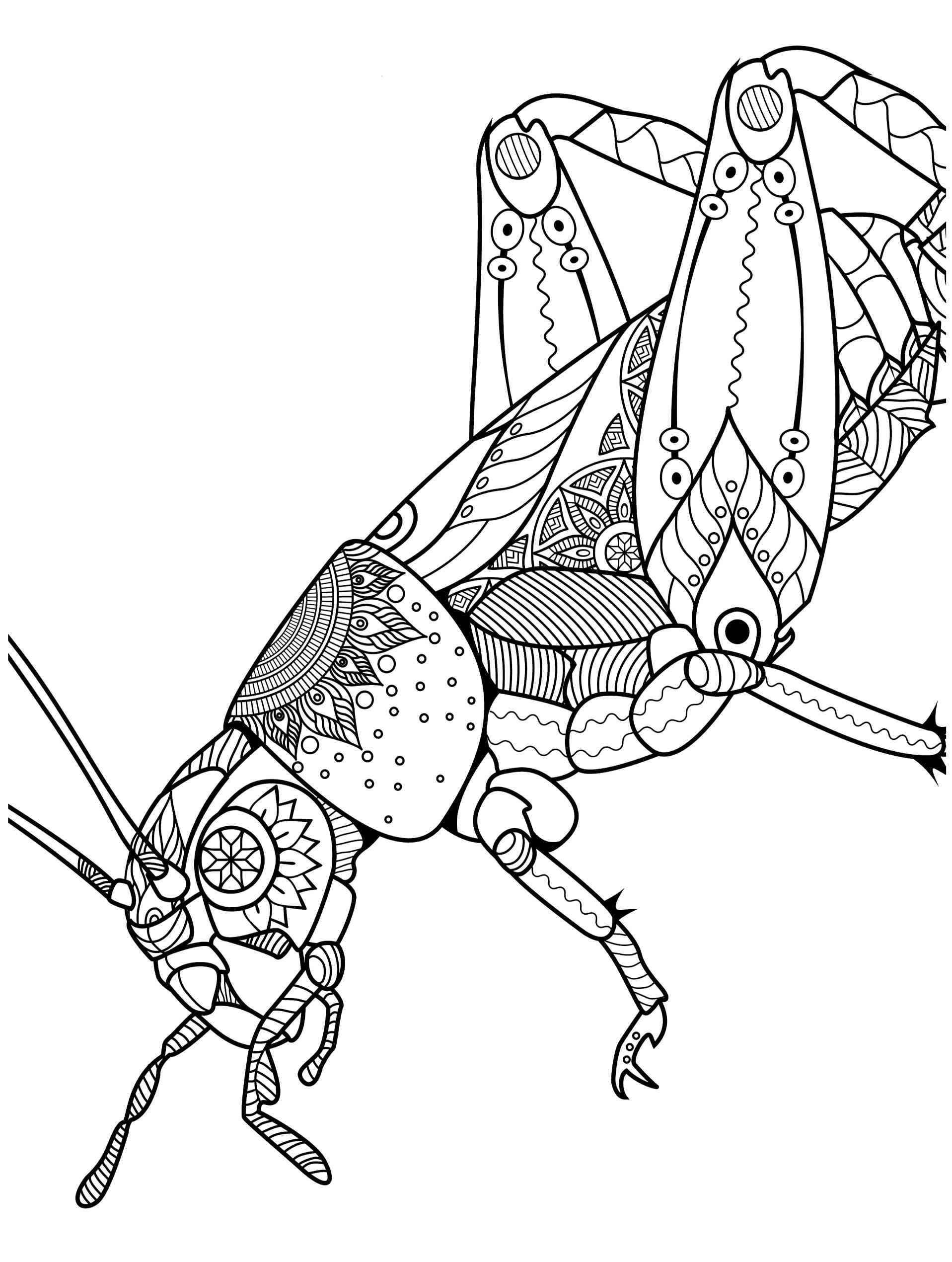 33 Grasshoppers Coloring Pages Printable 14