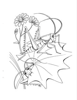 33 Grasshoppers Coloring Pages Printable 19