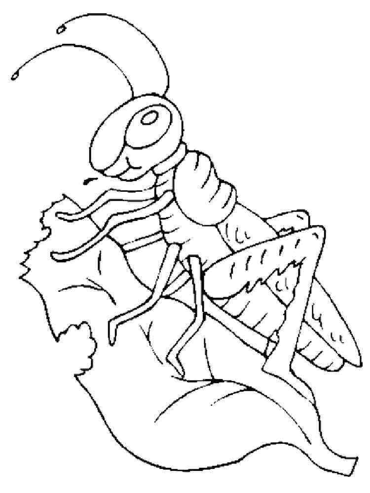 33 Grasshoppers Coloring Pages Printable 21