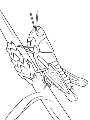 33 Grasshoppers Coloring Pages Printable 23