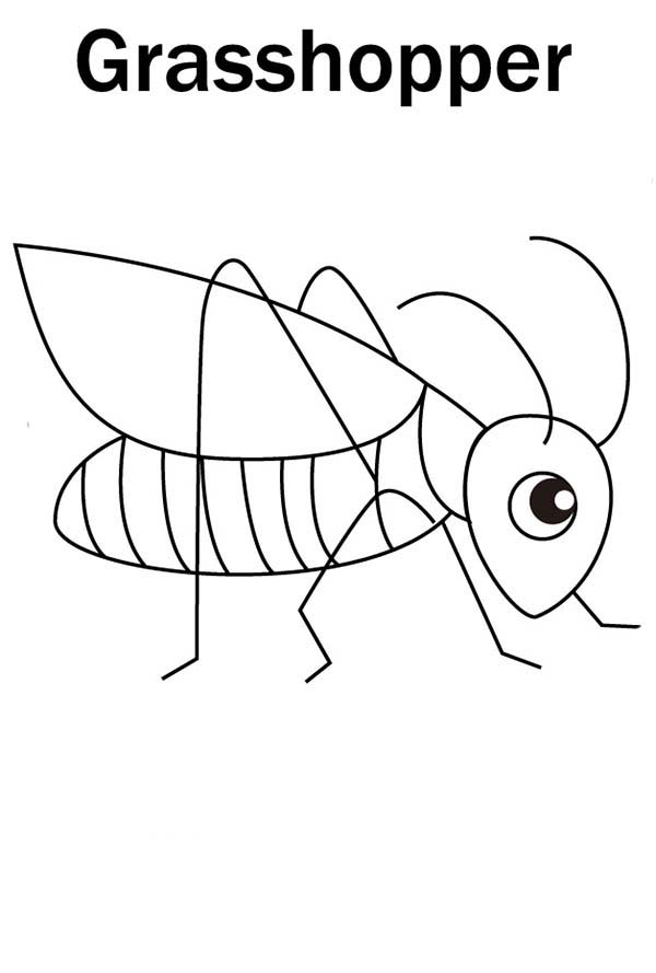 33 Grasshoppers Coloring Pages Printable 24