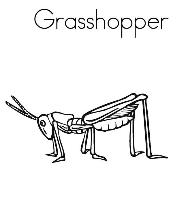 33 Grasshoppers Coloring Pages Printable 25