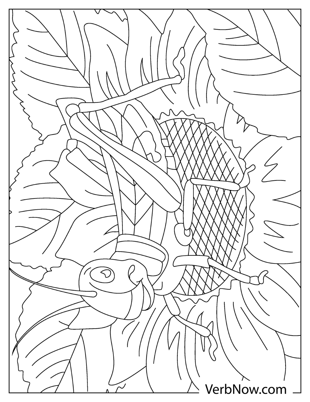 33 Grasshoppers Coloring Pages Printable 3