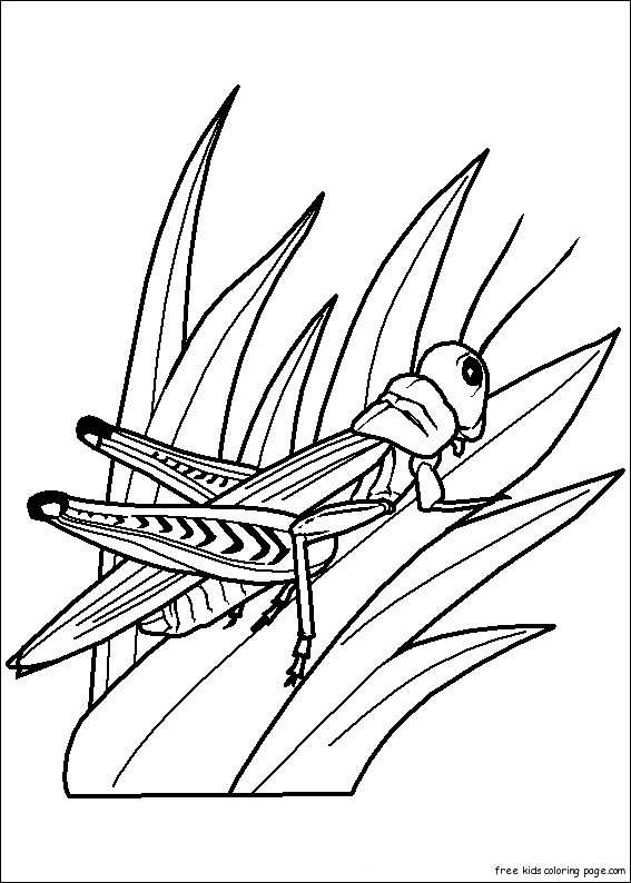 33 Grasshoppers Coloring Pages Printable 33