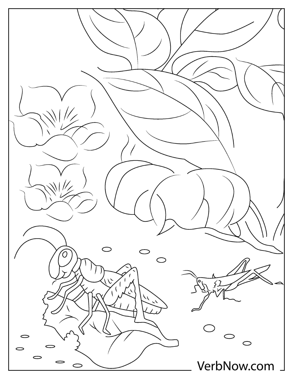 33 Grasshoppers Coloring Pages Printable 34