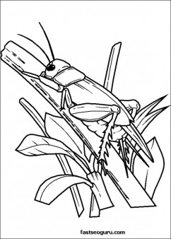 33 Grasshoppers Coloring Pages Printable 6