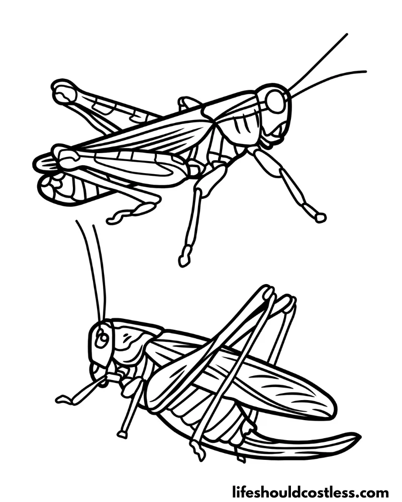 33 Grasshoppers Coloring Pages Printable 7