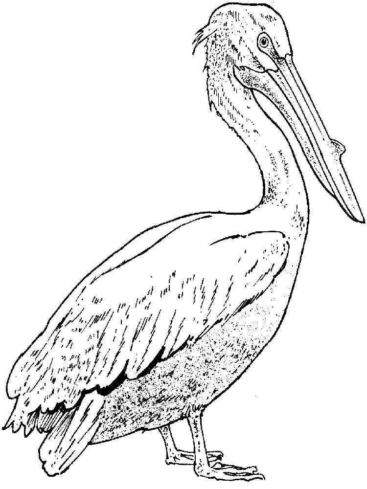 33 Pelicans Coloring Pages Printable 1