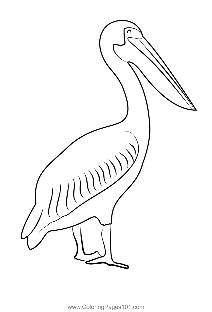 33 Pelicans Coloring Pages Printable 10