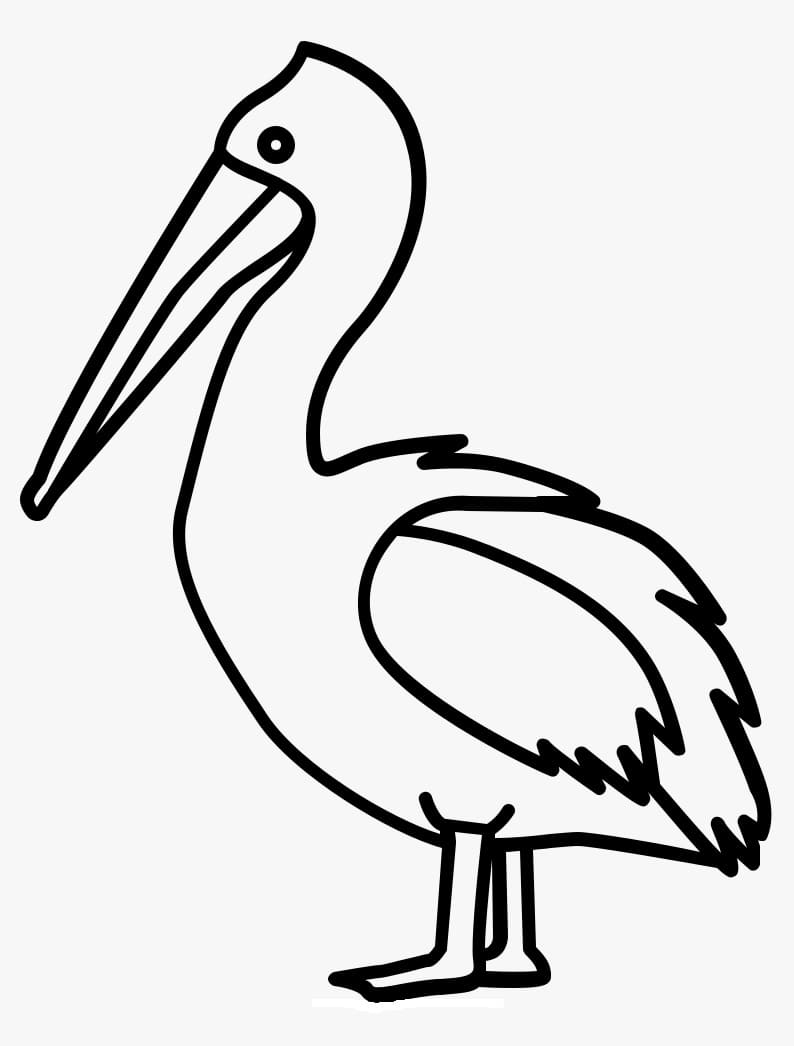 33 Pelicans Coloring Pages Printable 12