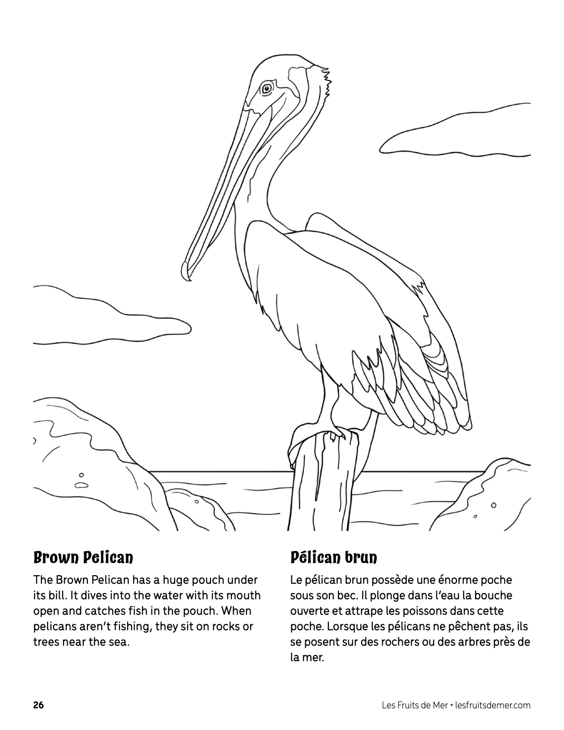 33 Pelicans Coloring Pages Printable 16