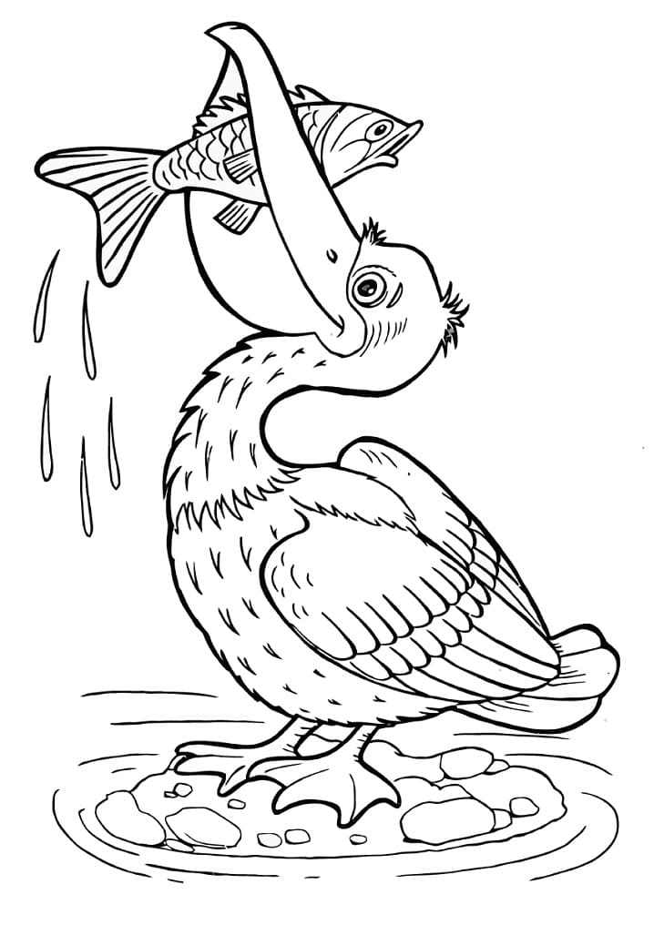 33 Pelicans Coloring Pages Printable 17