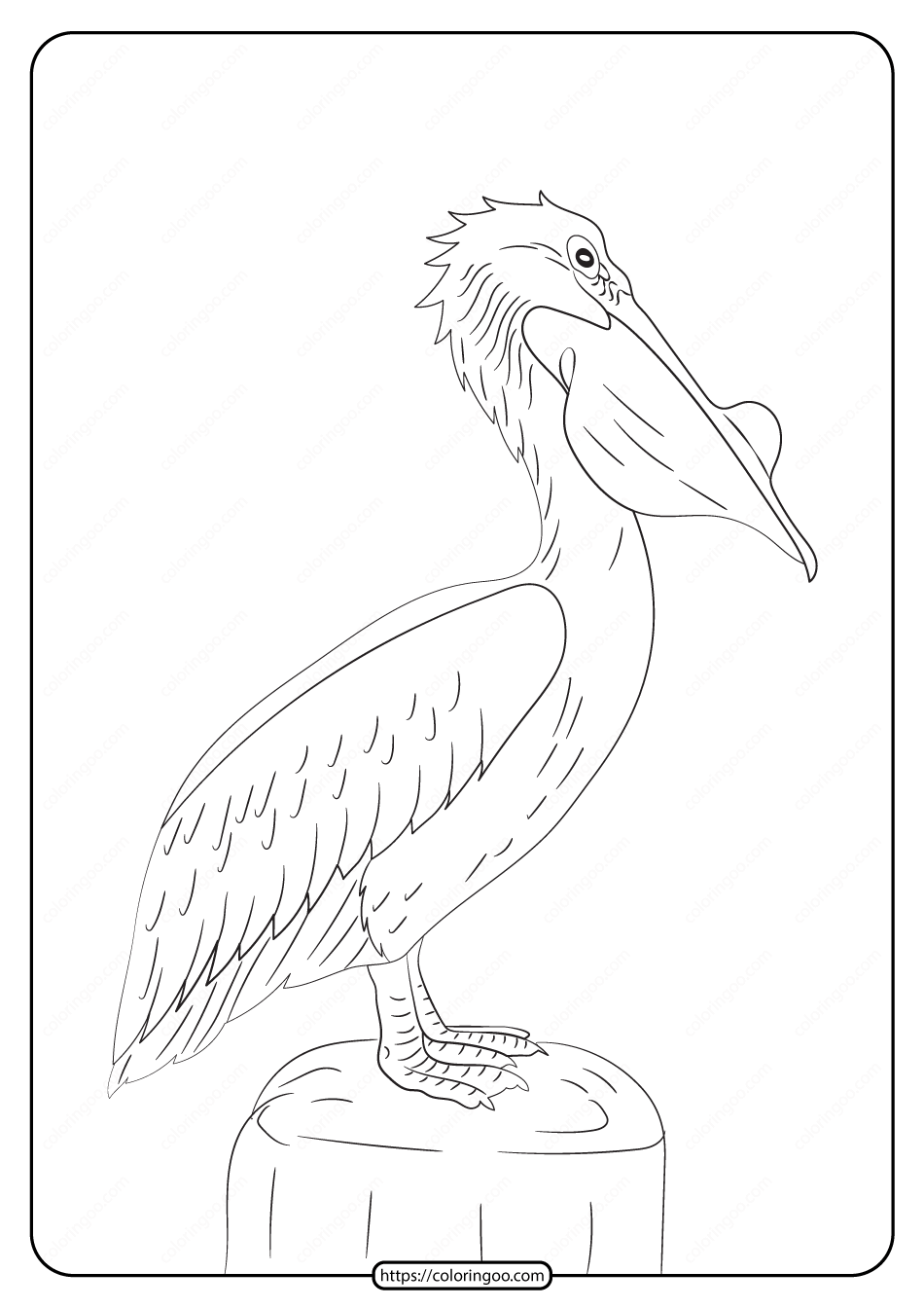 33 Pelicans Coloring Pages Printable 2