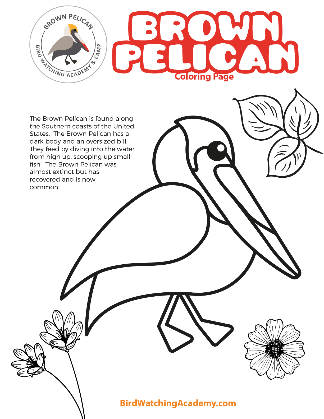 pelicans coloring pages printable jpg