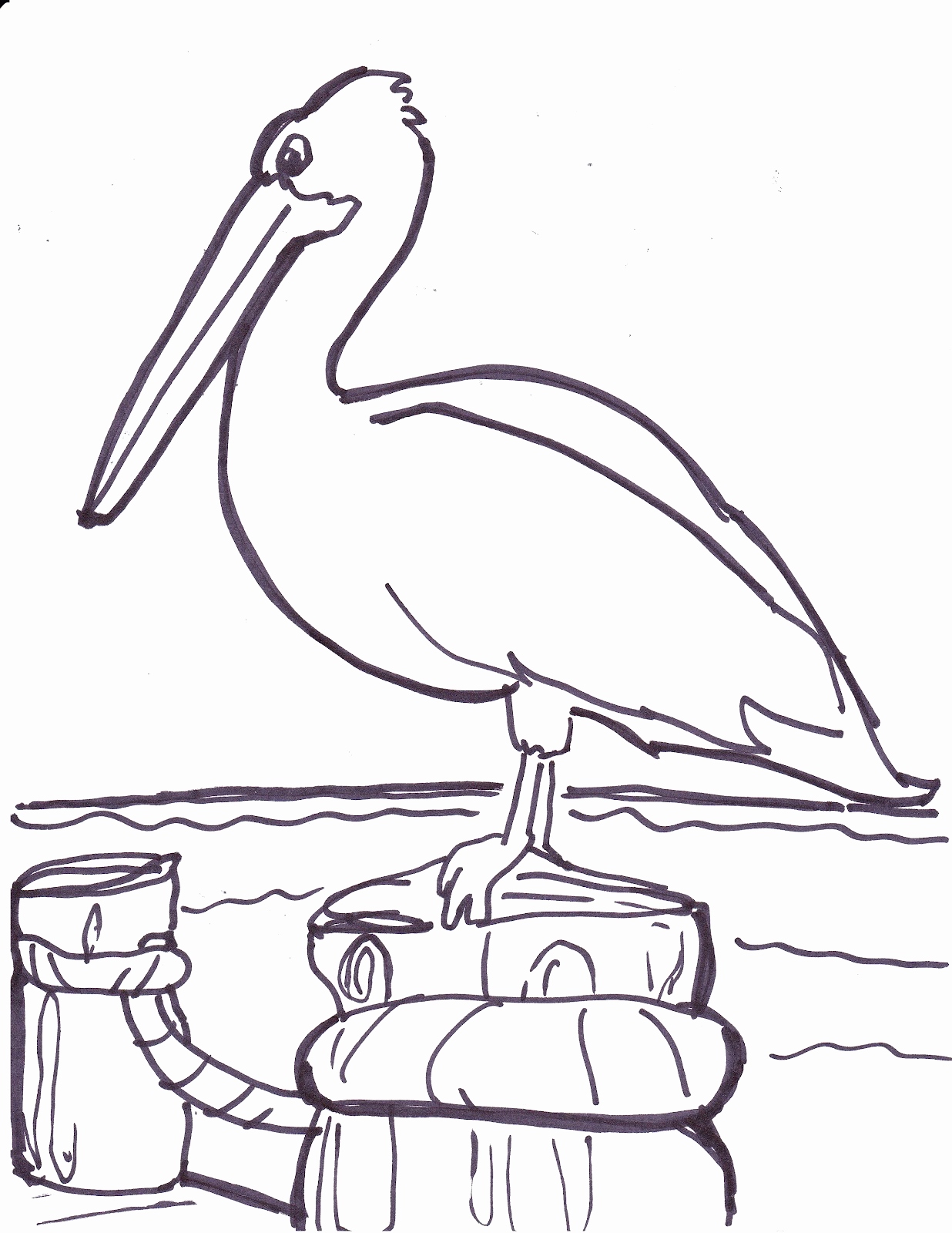 pelicans coloring pages printable jpg