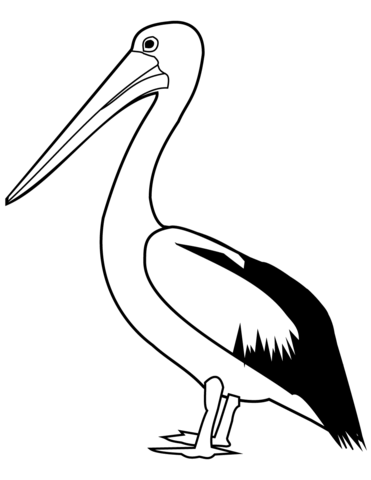 pelicans coloring pages printable jpg