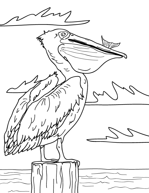 33 Pelicans Coloring Pages Printable 30