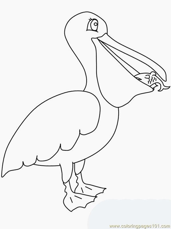 33 Pelicans Coloring Pages Printable 33