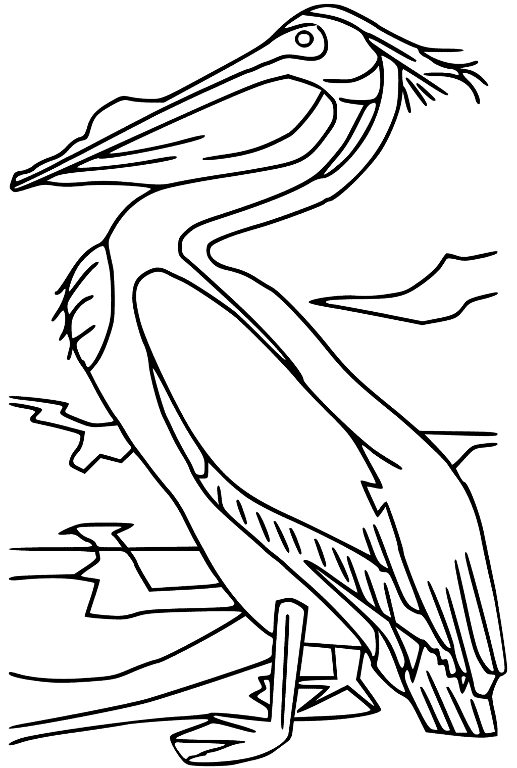 33 Pelicans Coloring Pages Printable 34