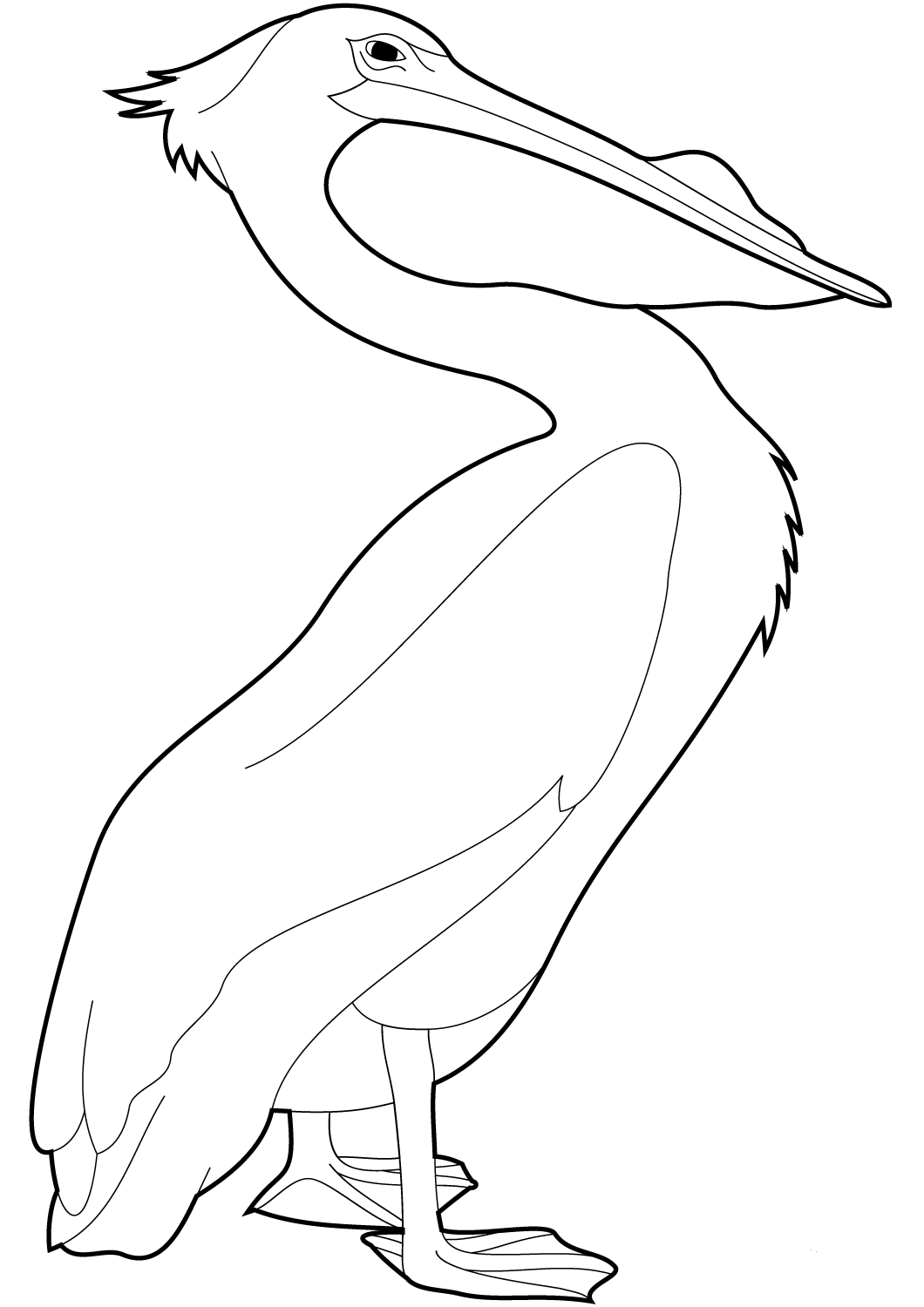 33 Pelicans Coloring Pages Printable 4