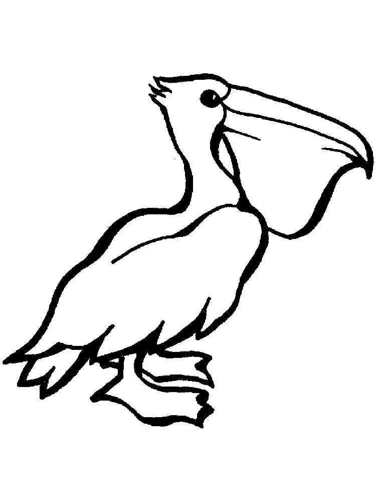 33 Pelicans Coloring Pages Printable 6